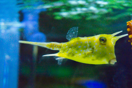 Longhorn Cowfish