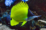 Longnose Butterfly Fish