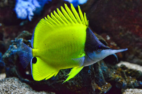 Longnose Butterfly Fish
