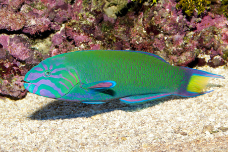 Lunare Wrasse Fish