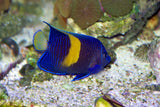 Maculosus Angelfish