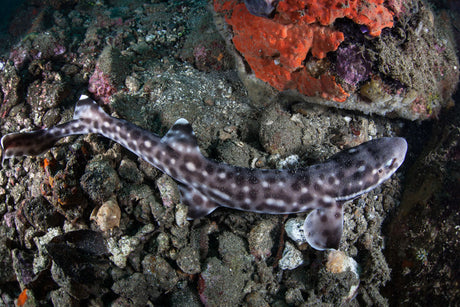 Marbled Shark