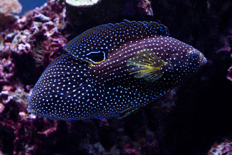 Marine Betta Fish