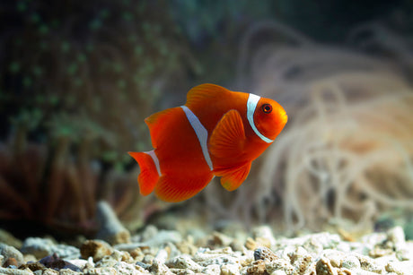 Maroon Clownfish