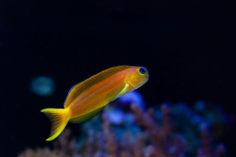 Midas Blenny Fish