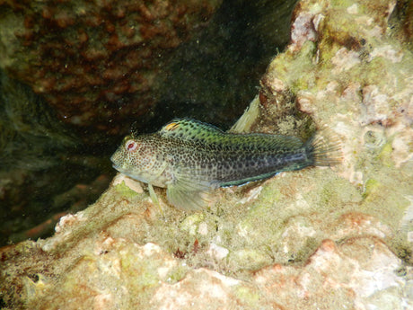 Molly Miller Blenny Fish