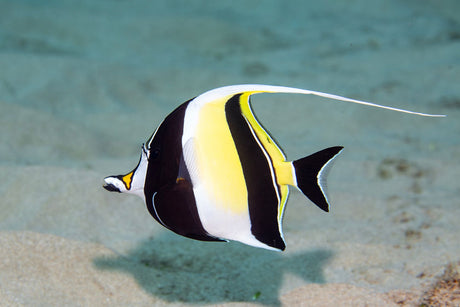 Moorish Idol Fish