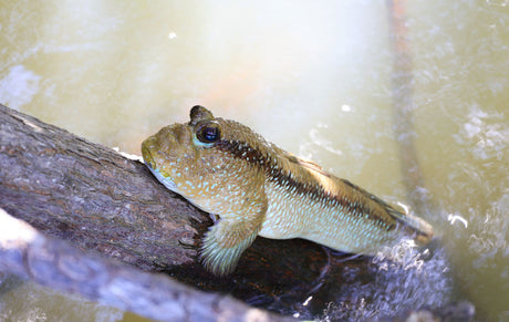 Mudskipper Goby Fish
