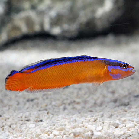 Neon Dottyback Fish
