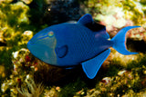 Niger Triggerfish