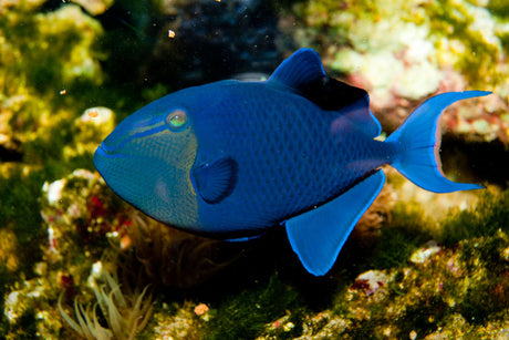 Niger Triggerfish