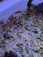 Ocellaris clownfish