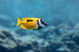 One Spot Foxface Fish