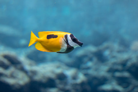 One Spot Foxface Fish