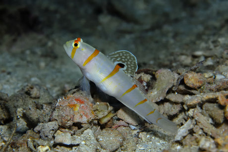 Orange Banded Goby Fish
