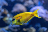 Orange Shoulder Tang Juvenile