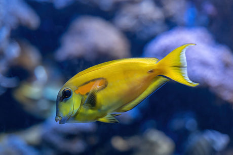 Orange Shoulder Tang Juvenile