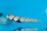 Orange Spot Goby Fish