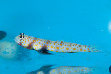 Orange Spot Goby Fish