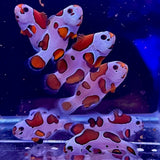 Orange Storm Clownfish