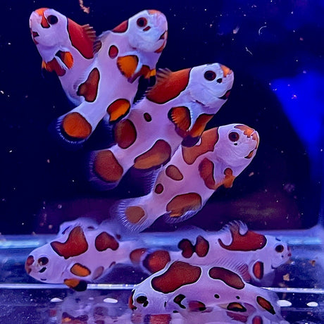 Orange Storm Clownfish