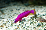 Orchid Dottyback Fish