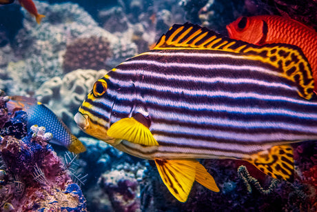 Oriental Sweetlips Fish