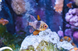 Pajama Cardinalfish