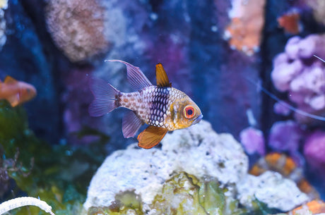 Pajama Cardinalfish