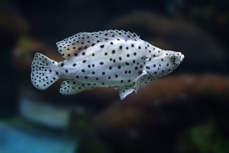 Panther Grouper Fish