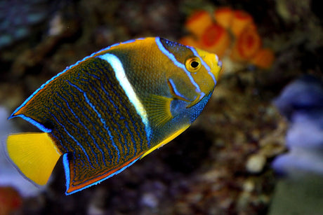 Passer Angelfish