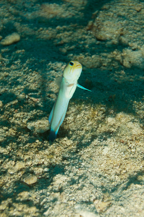 Pearly Jawfish