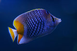 Pearscale Butterflyfish