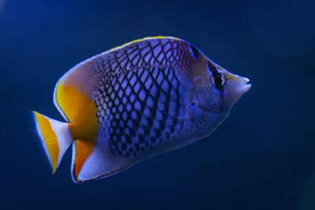 Pearscale Butterflyfish