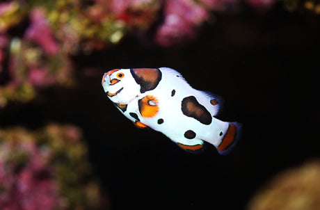 Picasso Percula Clownfish