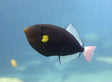 Pinktail Triggerfish