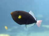 Pinktail Triggerfish