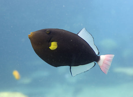 Pinktail Triggerfish