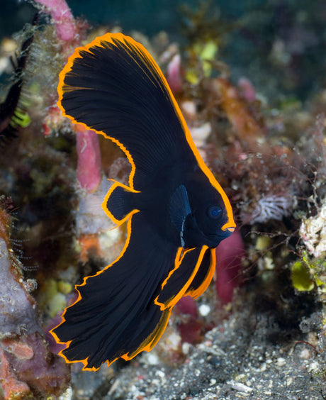 Pinnatus Batfish