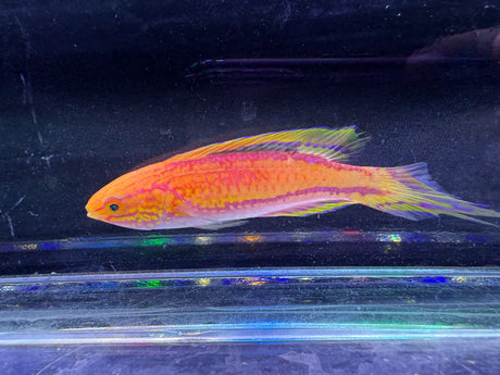 Pintail Fairy Wrasse