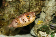 Porcupine Puffer Fish