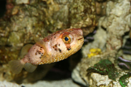 Porcupine Puffer Fish