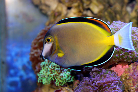Powder Brown Tang Fish
