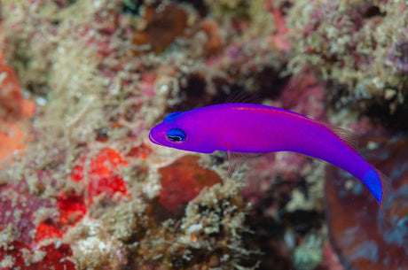Purple Dottyback Fish
