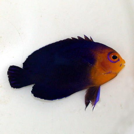 Pygmy Angel Fish