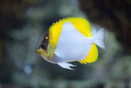 Pyramid Butterflyfish