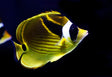Raccoon Butterflyfish