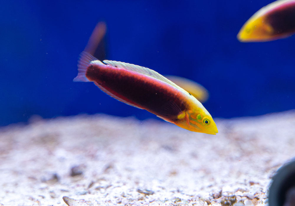 Radiant Wrasse