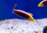Radiant Wrasse