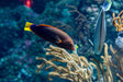 Red Coris Wrasse Adult
